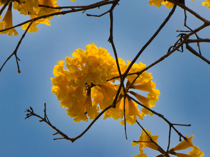 IPÊ AMARELO 010