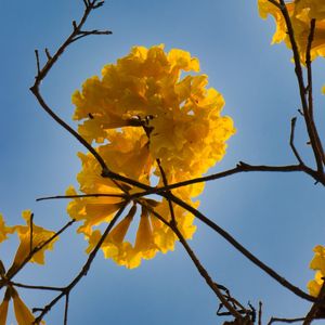 IPÊ AMARELO 011