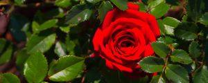 ROSA SATURADA 001