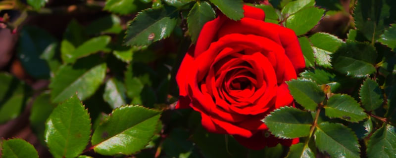ROSA SATURADA 001