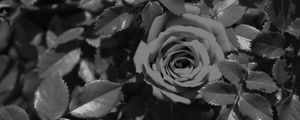 ROSA SATURADA 002