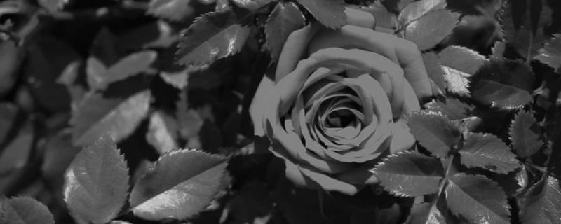 ROSA SATURADA 002