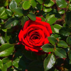 ROSA SATURADA 003