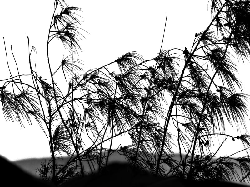 FEUILLES AU VENT