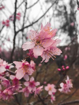 SAKURA I