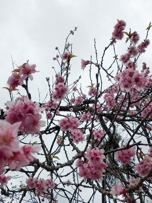 SAKURA II