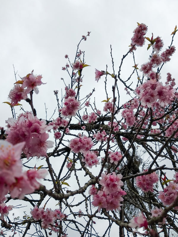 SAKURA II