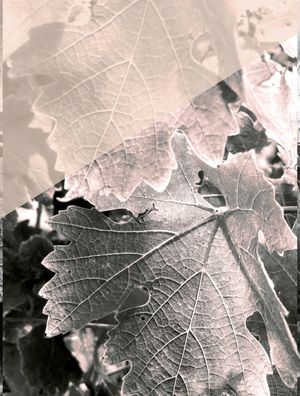 FOLHAGEM NUDE