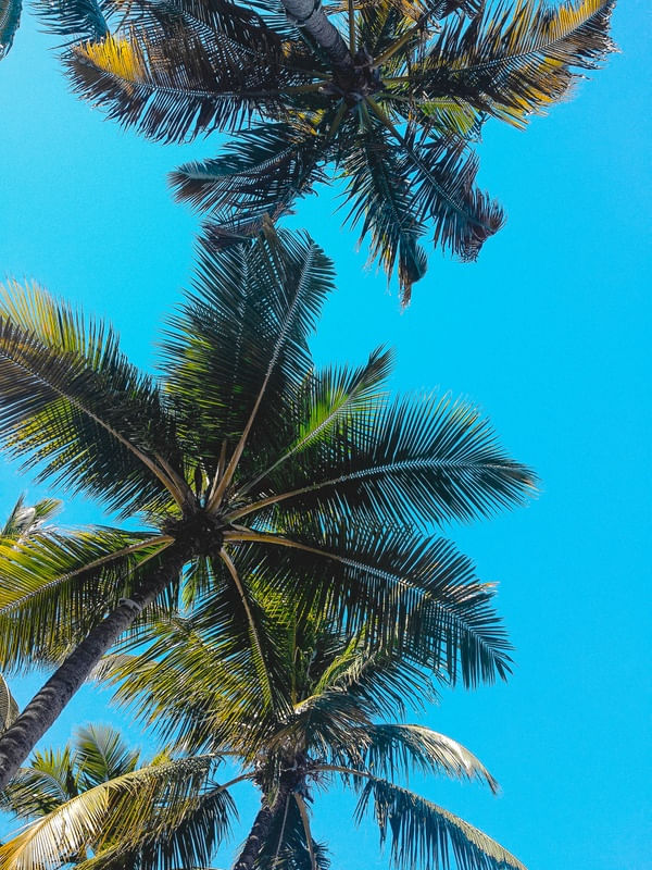 CÉU AZUL E PALMEIRAS