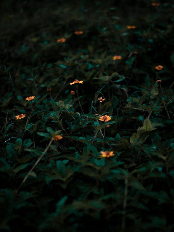 PEQUENAS FLORES AMARELAS
