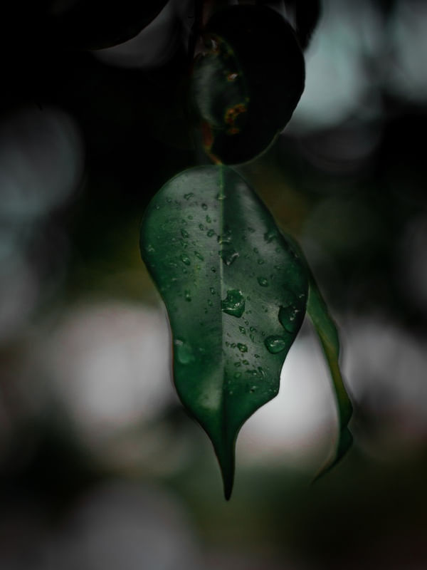 RAIN DROPS IN A LEAF