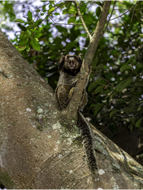 SAGUI DE TUFO PRETO