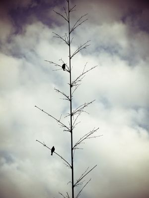 PÁSSAROS EM EQUILÍBRIO