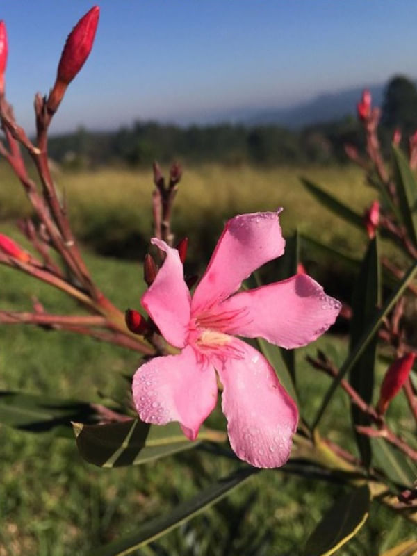 FLOR DO INTERIOR