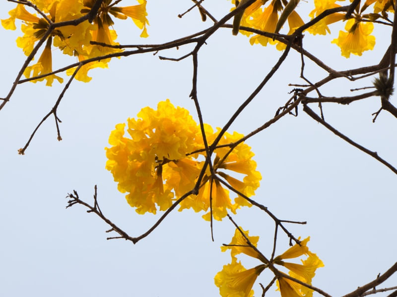 IPÊ AMARELO 001