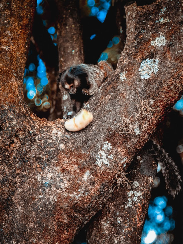 SAGUI