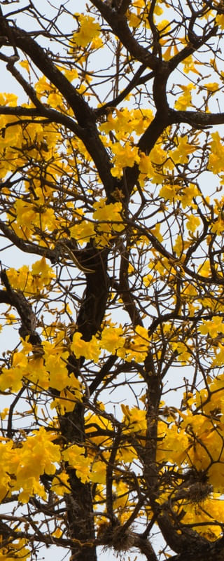 IPÊ AMARELO 015