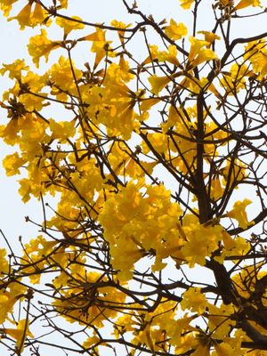 DÍPTICO 1 IPÊ AMARELO