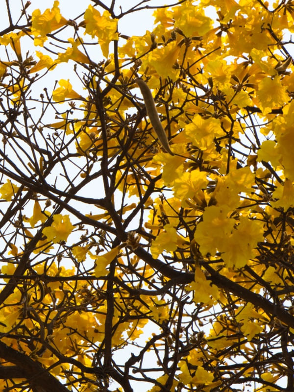 DÍPTICO 2 IPÊ AMARELO