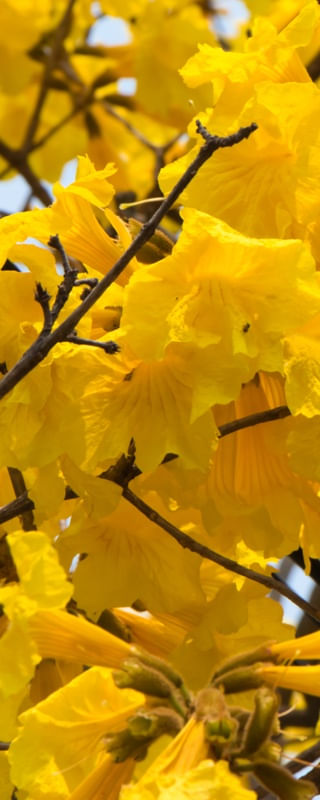 TRÍPTICO 1 AMARELO E MARROM