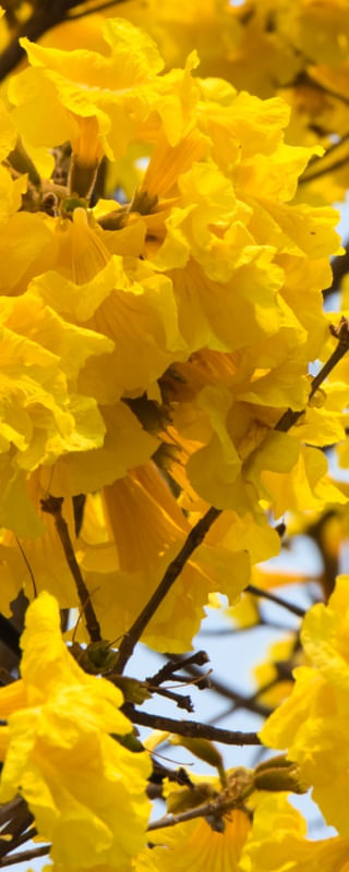 TRÍPTICO 2 AMARELO E MARROM