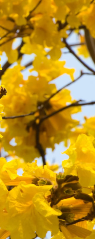 TRÍPTICO 3 AMARELO E MARROM