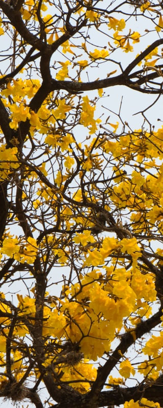 DÍPTICO 2 AMARELO E MARROM DO IPÊ