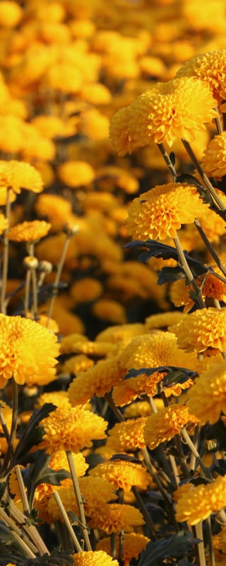 DÍPTICO 1 AMARELO