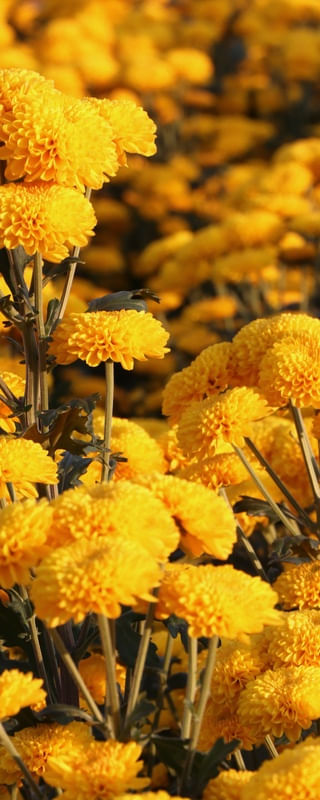 DÍPTICO 2 AMARELO