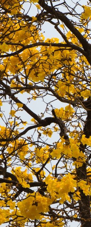DÍPTICO 1 AMARELO E MARROM DO IPÊ