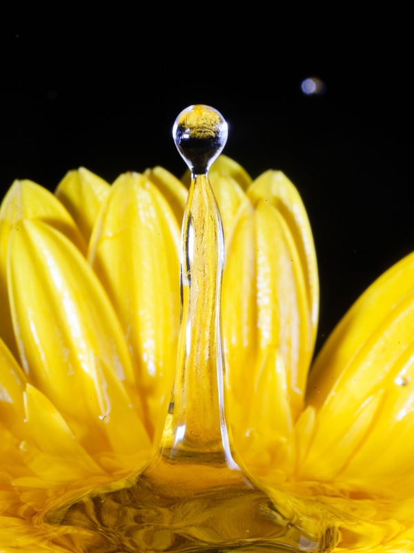 GERBERA6