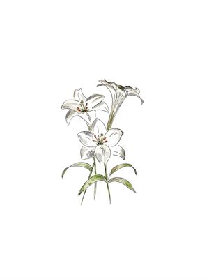 WHITE LILLY