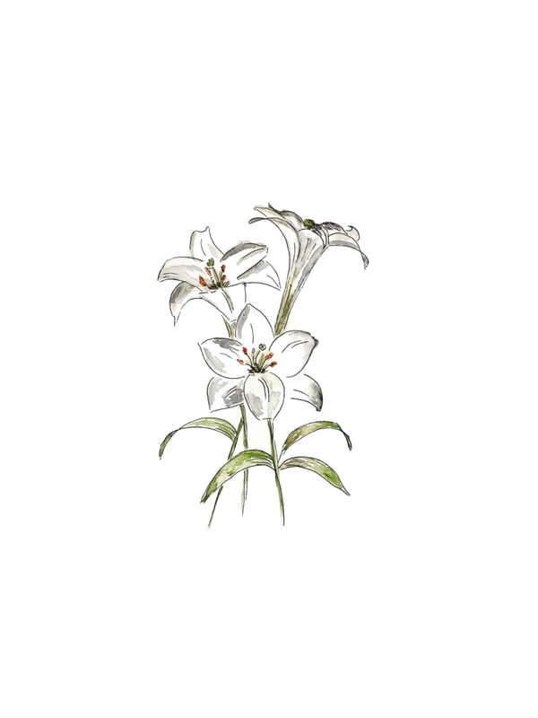 WHITE LILLY
