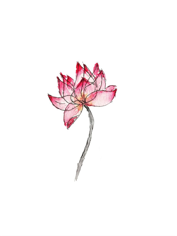 LOTUS ROSE