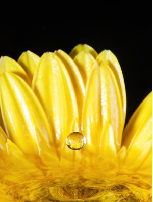GERBERA1