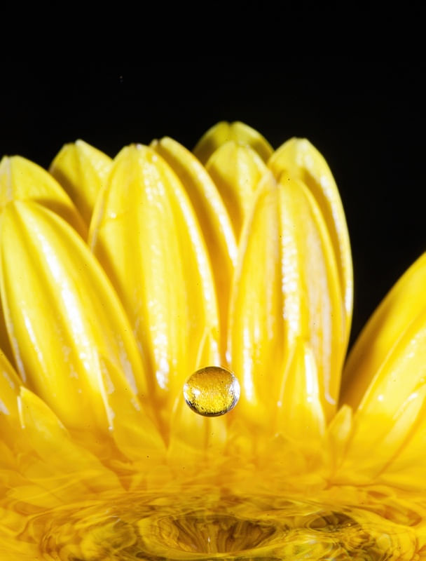 GERBERA1