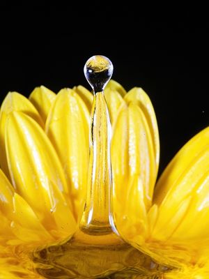 GERBERA4