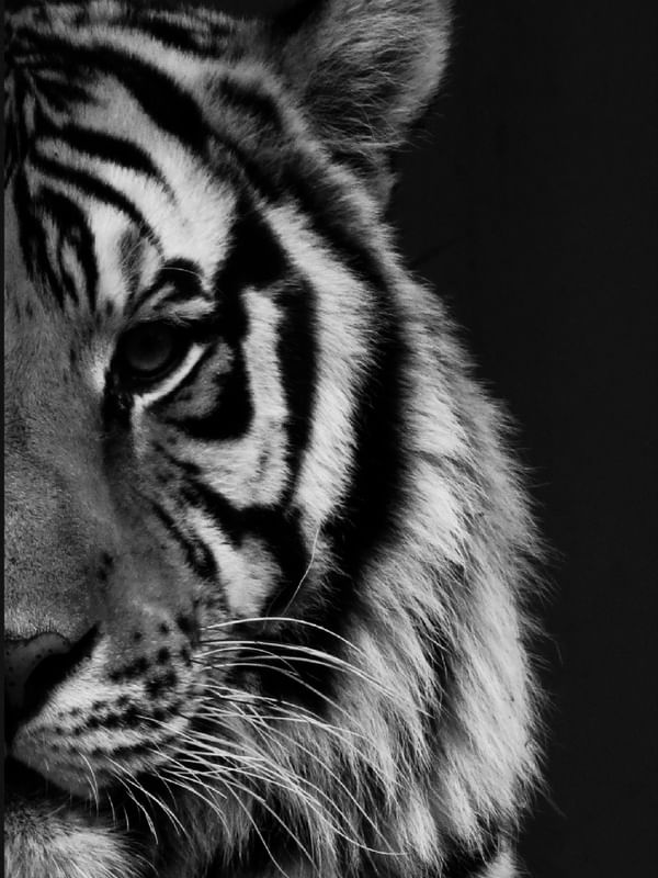 TIGRE DÍPTICO 2