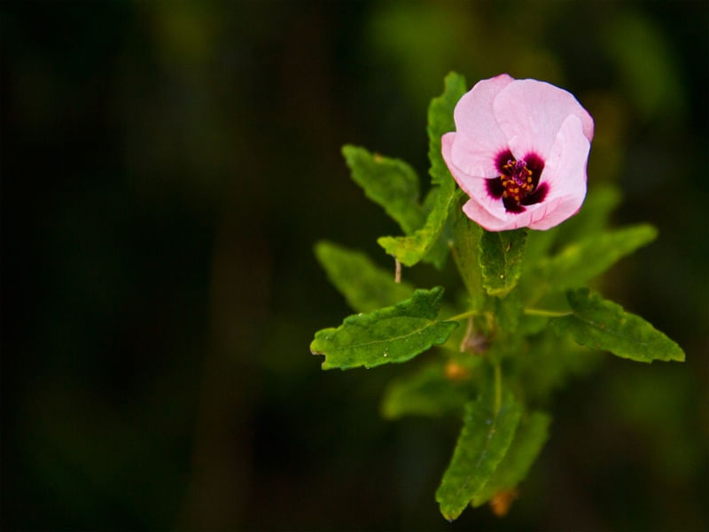 FLOR EM FOCO