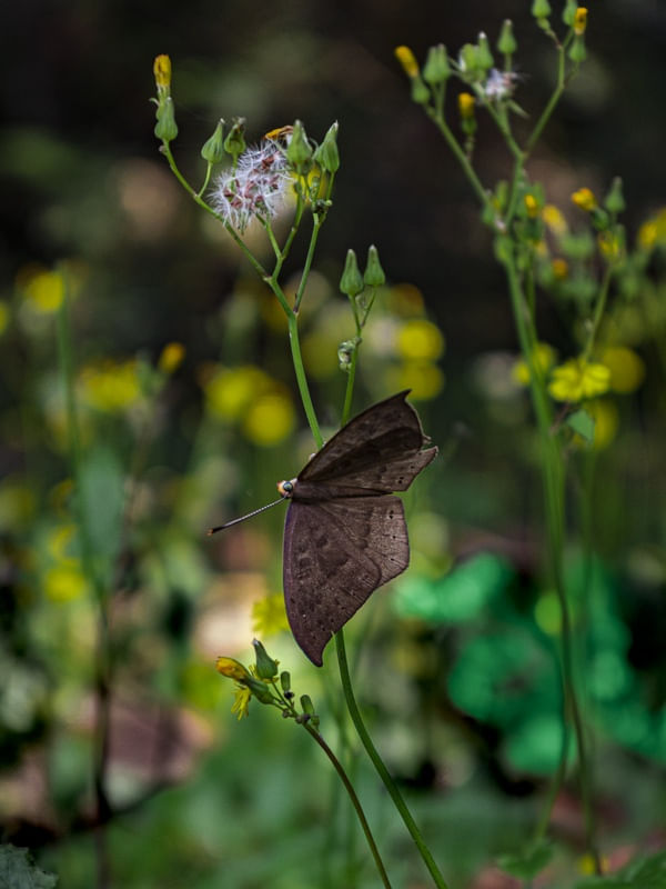 BORBOLETA MARROM