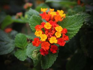 FLORES DO JARDIM DA PRAIA DE SANTOS/SP - I9717 PS EX1