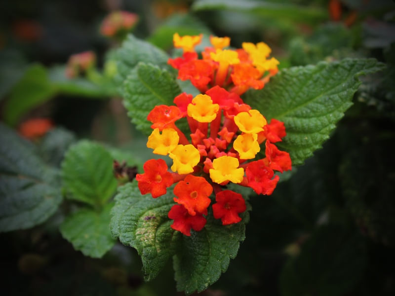 FLORES DO JARDIM DA PRAIA DE SANTOS/SP - I9717 PS EX1