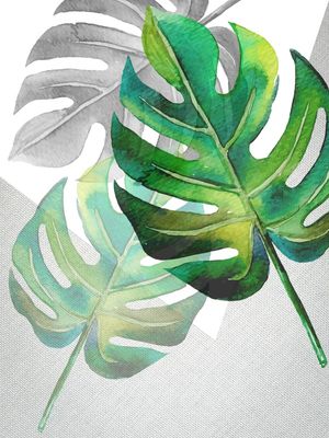 MONSTERA COMPOSÊ