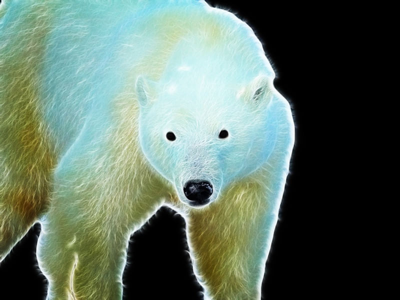URSO POLAR - I0003 PS EX1