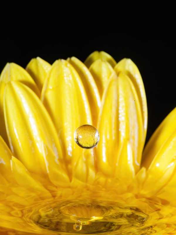 GERBERA7