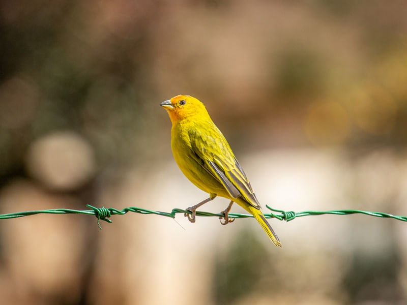 CANARIO DA TERRA
