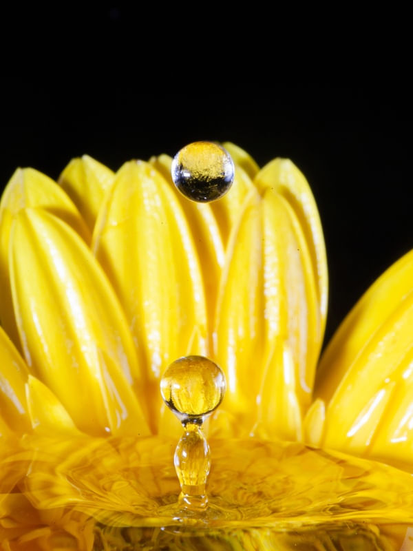 GERBERA10