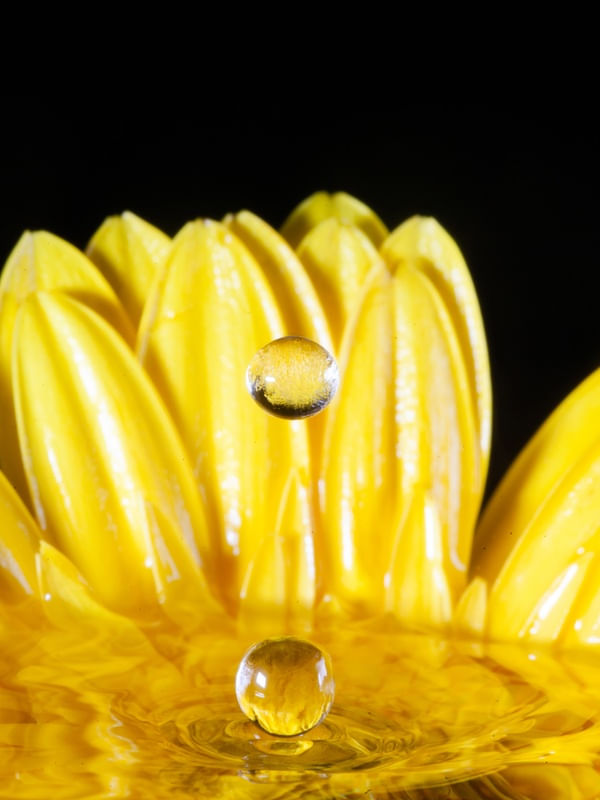 GERBERA11