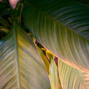 NATUREZA EM CORES_EM