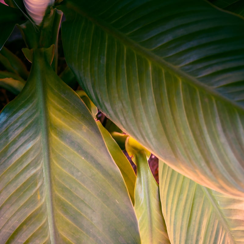 NATUREZA EM CORES_EM